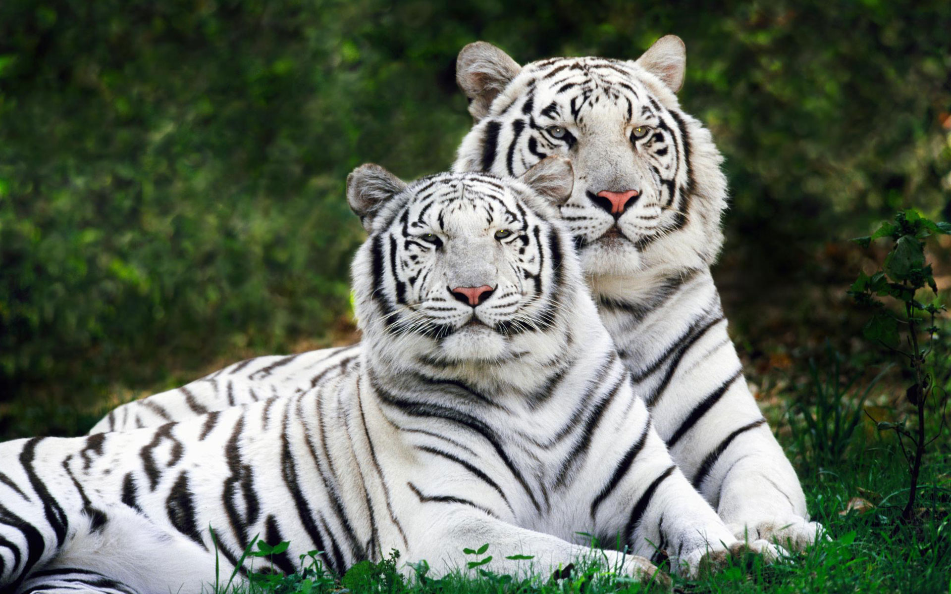 White Bengal Tigers Widescreen4331319982